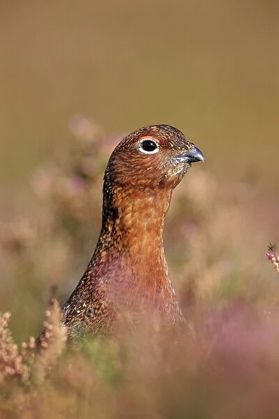 Female Red Grouse Close-up of head peering from among heather in flower. Bransdale, North Yorks, UK