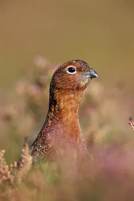 Framed Print : Female Red Grouse Close-up of head peering from among heather in flower. Bransdale, North Yorks, UK Framed Print : Female Red Grouse Close-up of head peering from among heather in flower. Bransdale, North Yorks, UK