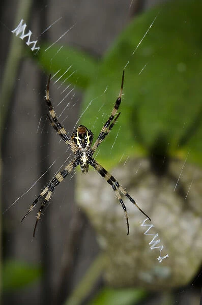 Female St Andrew's Cross Spider - on web with stabilimentum pattern - Klungkung, Bali, Indonesia Date: 05-Nov-04