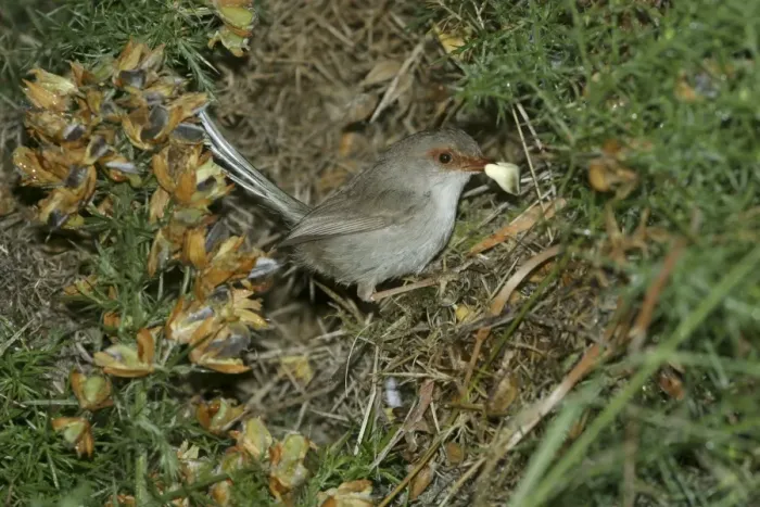 Framed Print : Female Superb Fairy-Wren Removing dropping from nest Mt Wellington, Hobart, Tasmania, Australia Framed Print : Female Superb Fairy-Wren Removing dropping from nest Mt Wellington, Hobart, Tasmania, Australia