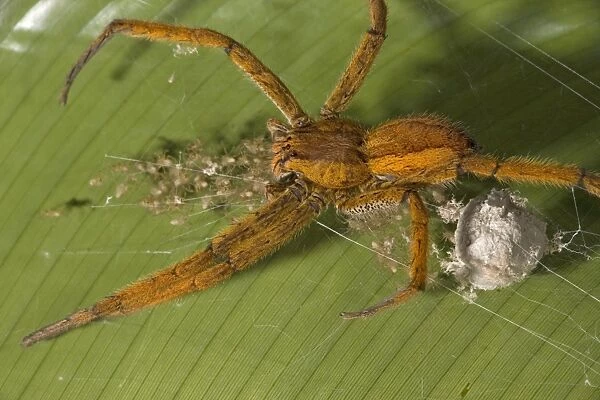 Female Wolf Spider guarding her newly-emerged young spiderlings. Costa Rica