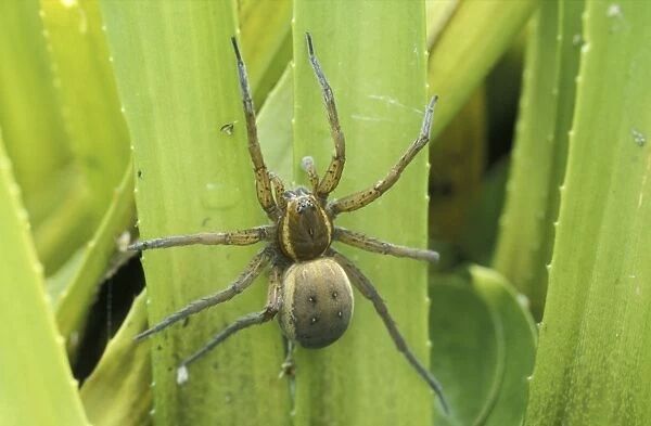 Fen raft spider - Female guarding the nest at the water soldiers
