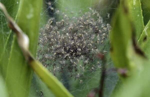 Fen raft spider Maternity web, nest with juveniles on the watersoldiers