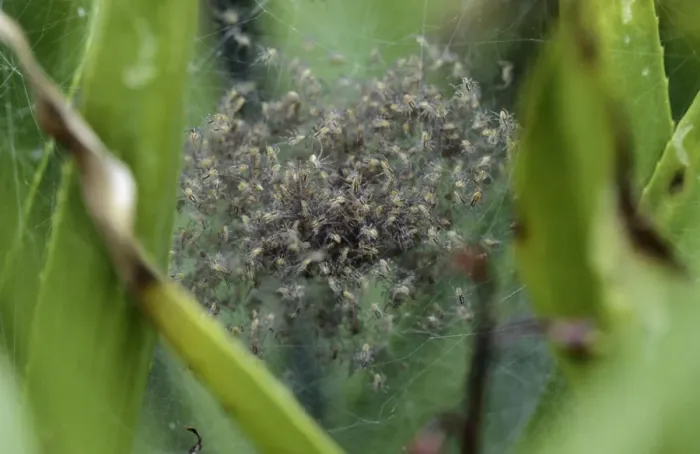 Framed Print : Fen raft spider Maternity web, nest with juveniles on the watersoldiers Framed Print : Fen raft spider Maternity web, nest with juveniles on the watersoldiers