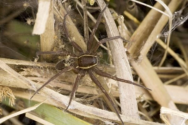Fen Raft Spider - Mother guarding babies in nursery web - England - UK - Endangered species - Extremely vulnerable due to lack of suitable habitation - Essentially aquatiac requiring lowland-wetland