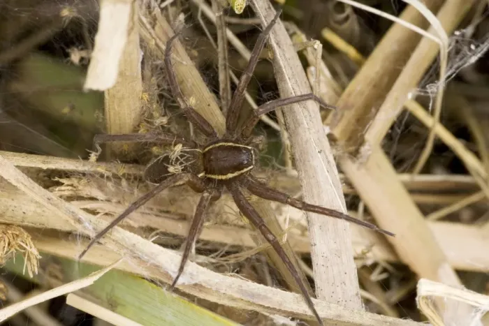 Framed Print : Fen Raft Spider - Mother guarding babies in nursery web - England - UK - Endangered species - Extremely vulnerable due to lack of suitable habitation - Essentially aquatiac requiring lowland-wetland Framed Print : Fen Raft Spider - Mother guarding babies in nursery web - England - UK - Endangered species - Extremely vulnerable due to lack of suitable habitation - Essentially aquatiac requiring lowland-wetland