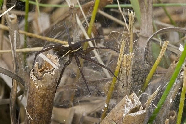 Fen Raft Spider - Mother guarding nursery web - Endangered Species - England - UK - Extremely vulnerable due to lack of suitable habitation - Essentially aquatiac requiring lowland-wetland