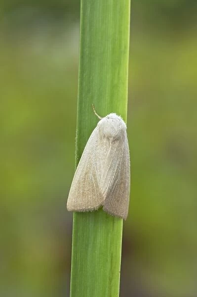 Fen Wainscot Moth - Essex, UK IN000682