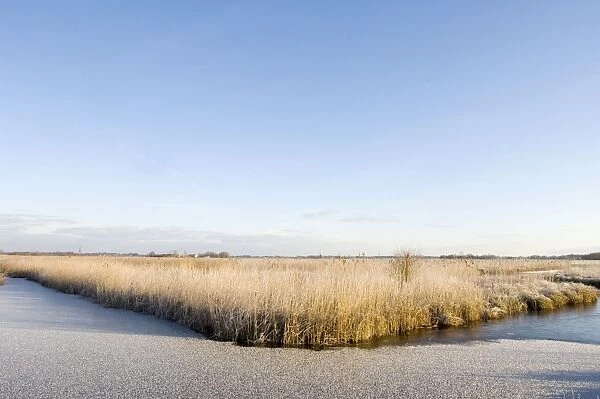 Fenland - Wetland with rimed reed - Nature reserve De Wieden, The Netherlands, in winter