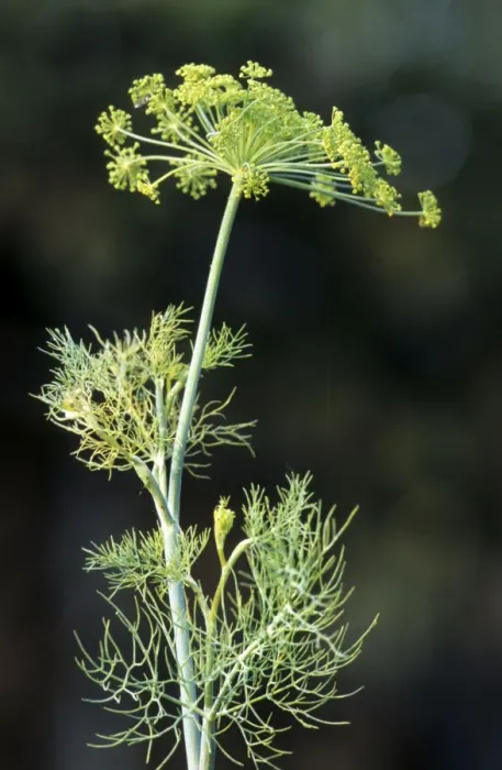 Framed Print : Fennel seed Framed Print : Fennel seed