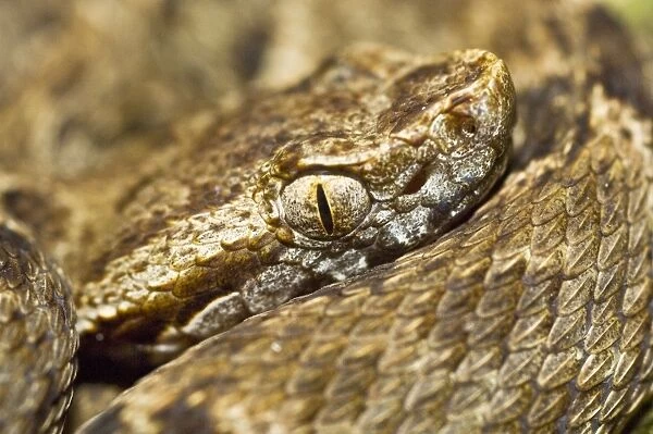 Fer de lance - venomous snake - close up of head - Asa Wright Centre - Trinidad