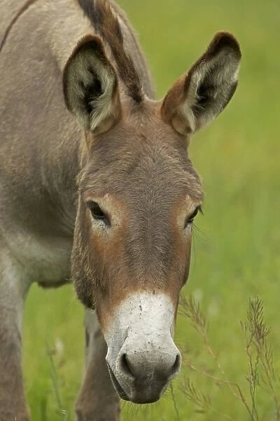 Feral Burro  /  Donkey - Custer State Park - South Dakota - USA