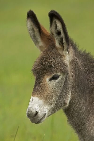 Feral Burro  /  Donkey - Custer State Park - South Dakota - USA