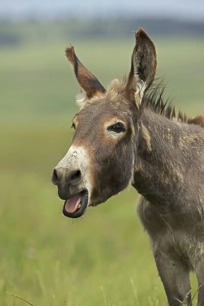 Feral Burro  /  Donkey - with mouth open - Custer State Park - South Dakota - USA