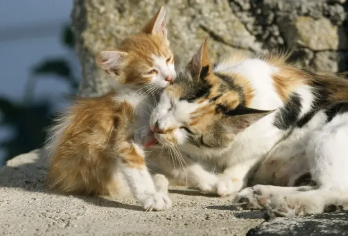Framed Print : Feral Cat - Calico / Tortoiseshell licking kitten. Santorini Island Greece Framed Print : Feral Cat - Calico / Tortoiseshell licking kitten. Santorini Island Greece