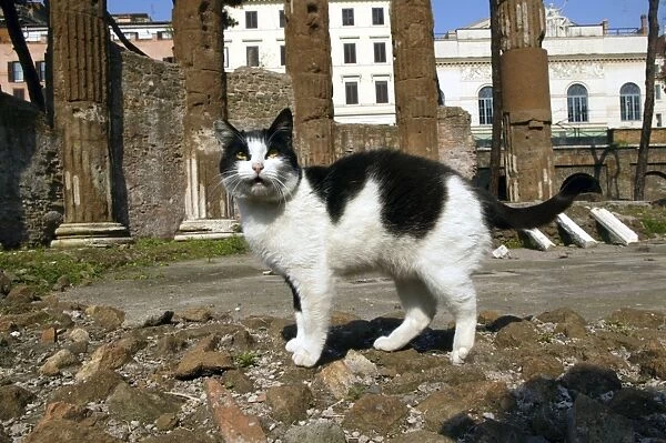 Feral Cat - living amongst ruins. Rome - Italy