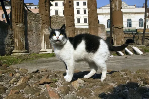 Feral Cat Rome, Italy Print Art Prints, Posters