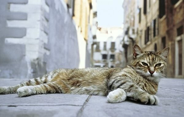 Feral Cat - Venice