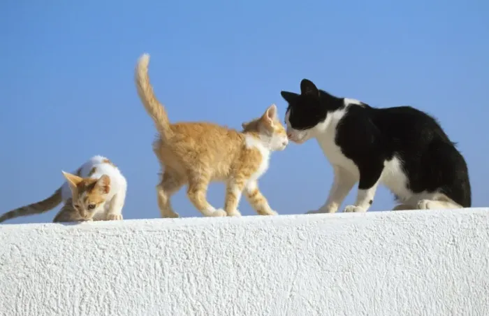 Framed Print : Feral Cats - black & white with 2 ginger kittnes on wall Santorini Island Greece Framed Print : Feral Cats - black & white with 2 ginger kittnes on wall Santorini Island Greece