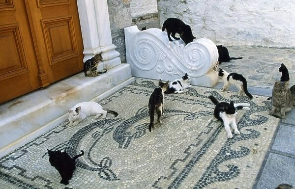 Feral Cats - group on mossiac Santorini Island Greece
