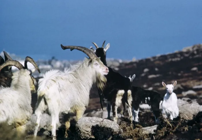 Framed Print : Feral Goat Framed Print : Feral Goat