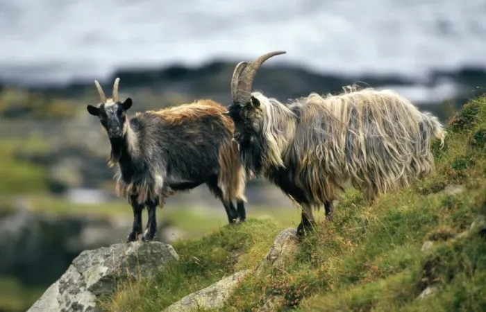 Framed Print : Feral Goats - Scotland UK Framed Print : Feral Goats - Scotland UK