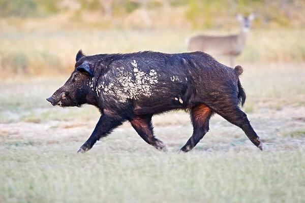 Feral Hog (Sus scrofa) male (boar) running