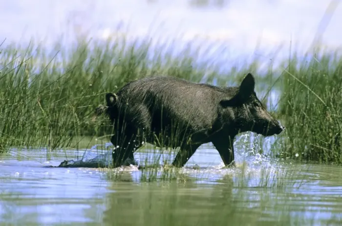 Framed Print : Feral Pig - Walking through water - Kinchega National Park, far western New South Wales, Australia JPF44307 Framed Print : Feral Pig - Walking through water - Kinchega National Park, far western New South Wales, Australia JPF44307