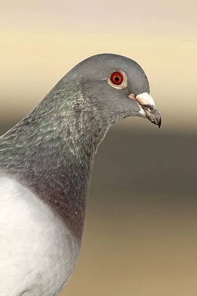 Feral Pigeon - Cornwall - UK