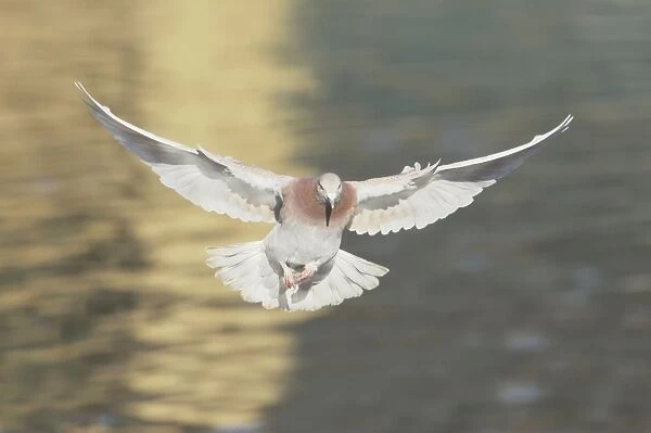 Feral Pigeon - In Flight Columba livia Sussex, UK BI015241