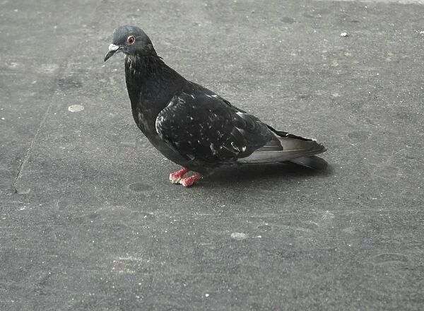 Feral Pigeon - lost its feet and toes, possibly because of pigeon pox disease or perhaps through getting fine threads tangled around the feet, restricting blood circulation until the toes drop off