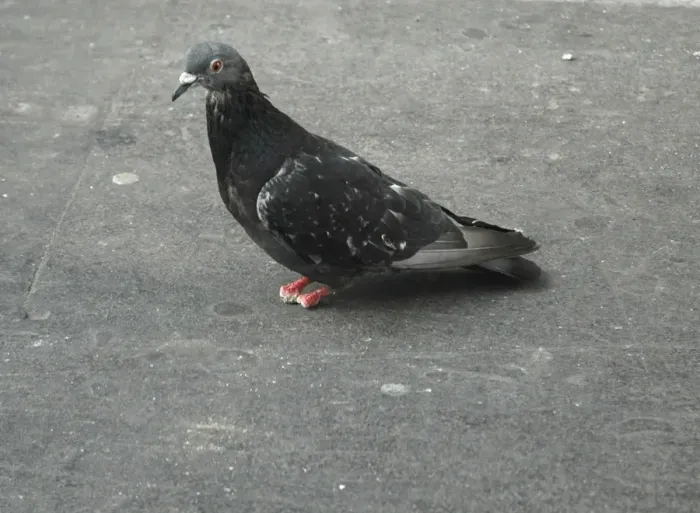 Framed Print : Feral Pigeon - lost its feet and toes, possibly because of pigeon pox disease or perhaps through getting fine threads tangled around the feet, restricting blood circulation until the toes drop off