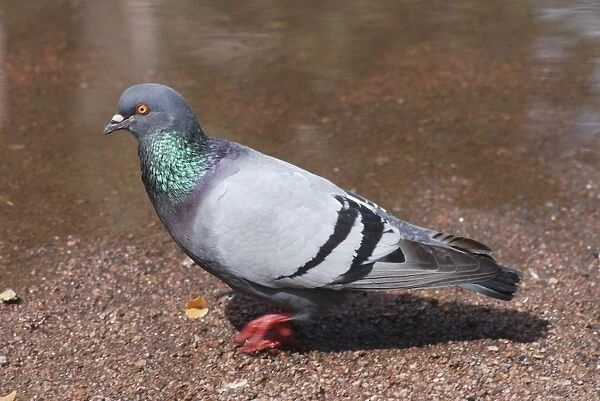 Feral Pigeon walking - pigeons walk, other birds hop
