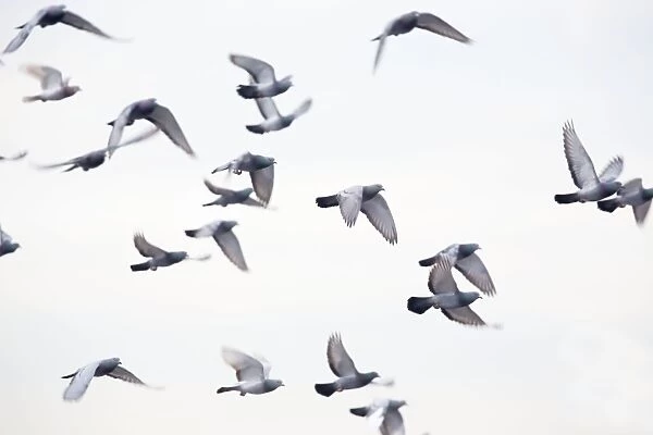 Feral Pigeons - in flight - UK
