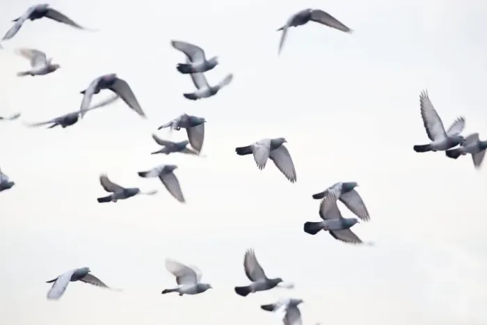 Framed Print : Feral Pigeons - in flight - UK Framed Print : Feral Pigeons - in flight - UK