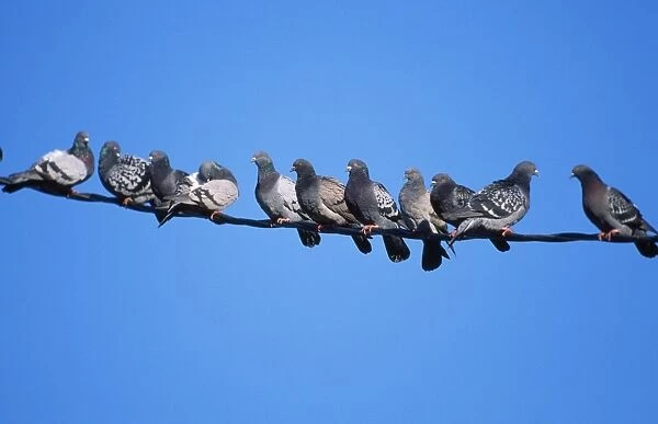 Feral  /  Town Pigeon - flock on wire