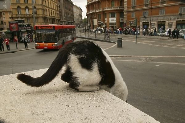 Feral  /  Urban  /  Stray Cat. Rome - Italy