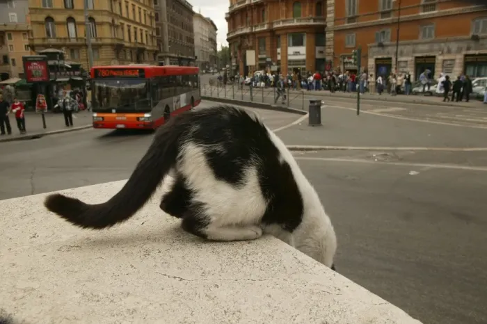 Framed Print : Feral / Urban / Stray Cat. Rome - Italy Framed Print : Feral / Urban / Stray Cat. Rome - Italy