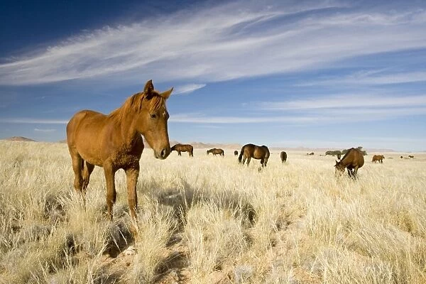 Feral  /  Wild Desert Horse - Feeding on grass in the desert. Garub, Namib Desert, Namibia, Africa