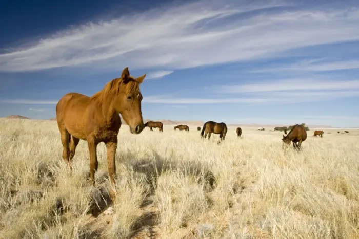 Framed Print : Feral  /  Wild Desert Horse - Feeding on grass in the desert. Garub, Namib Desert, Namibia, Africa