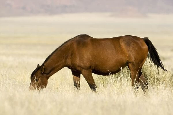 Feral  /  Wild Desert Horse - Grazing Garub, Namib Desert, Namibia, Africa