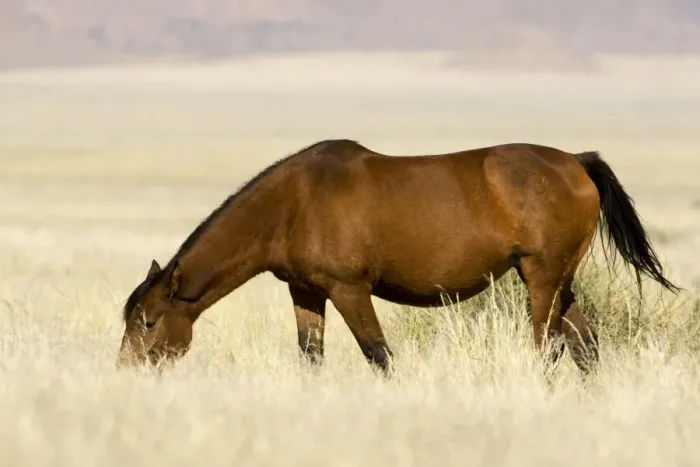 Framed Print : Feral / Wild Desert Horse - Grazing Garub, Namib Desert, Namibia, Africa Framed Print : Feral / Wild Desert Horse - Grazing Garub, Namib Desert, Namibia, Africa