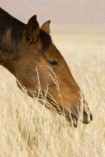 Feral  /  Wild Desert Horse - Portrait while feeding on grass Garub, Namib Desert, Namibia, Africa