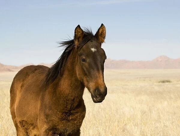 Feral  /  Wild Desert Horse -Portrait of a foal Garub, Namib Desert, Namibia, Africa
