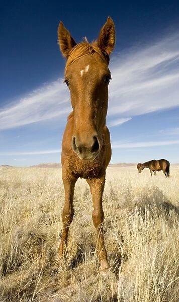 Feral  /  Wild Desert Horse - Wide Angle Portrait Garub, Namib Desert, Namibia, Africa