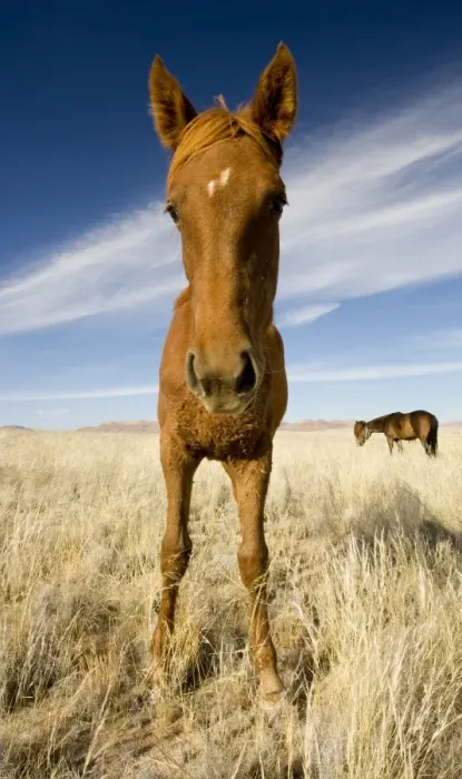 Framed Print : Feral / Wild Desert Horse - Wide Angle Portrait Garub, Namib Desert, Namibia, Africa Framed Print : Feral / Wild Desert Horse - Wide Angle Portrait Garub, Namib Desert, Namibia, Africa