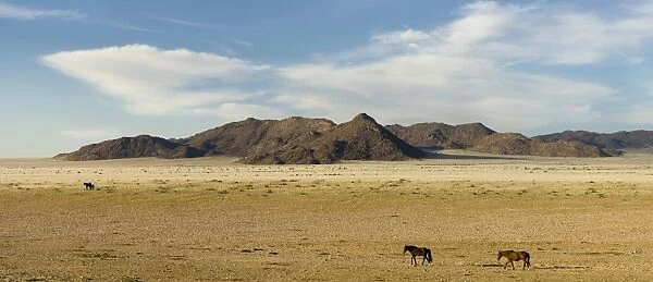 Feral  /  Wild Desert Horses - In their desert environment Garub, Namib Desert, Namibia, Africa