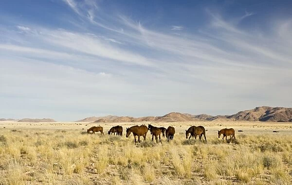 Feral  /  Wild Desert Horses - Group on the move through the desert after good rains Garub, Namib Desert, Namibia, Africa