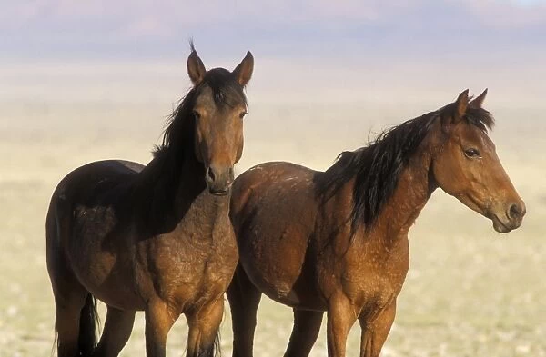 Feral Wild Horses Namib Desert, Namibia, Africa