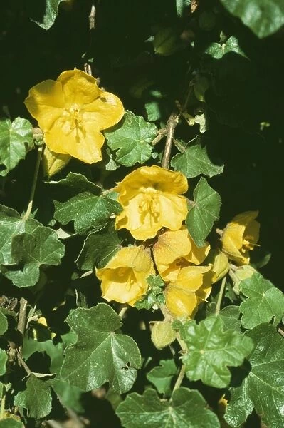 Fermontodendron californica